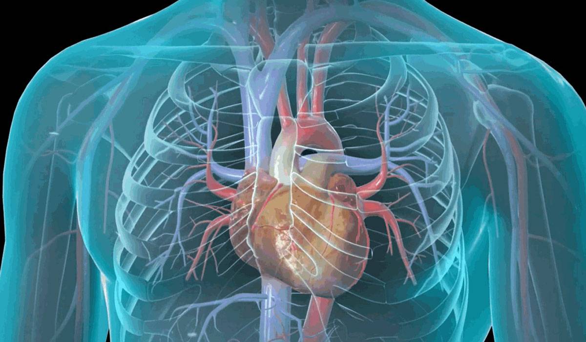 اسباب امراض القلب واعراضها وطرق الحماية منها
