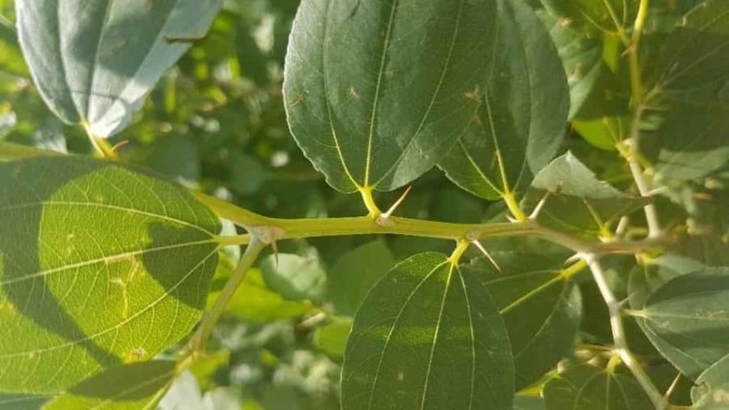 خلطة السدر لتكثيف الشعر