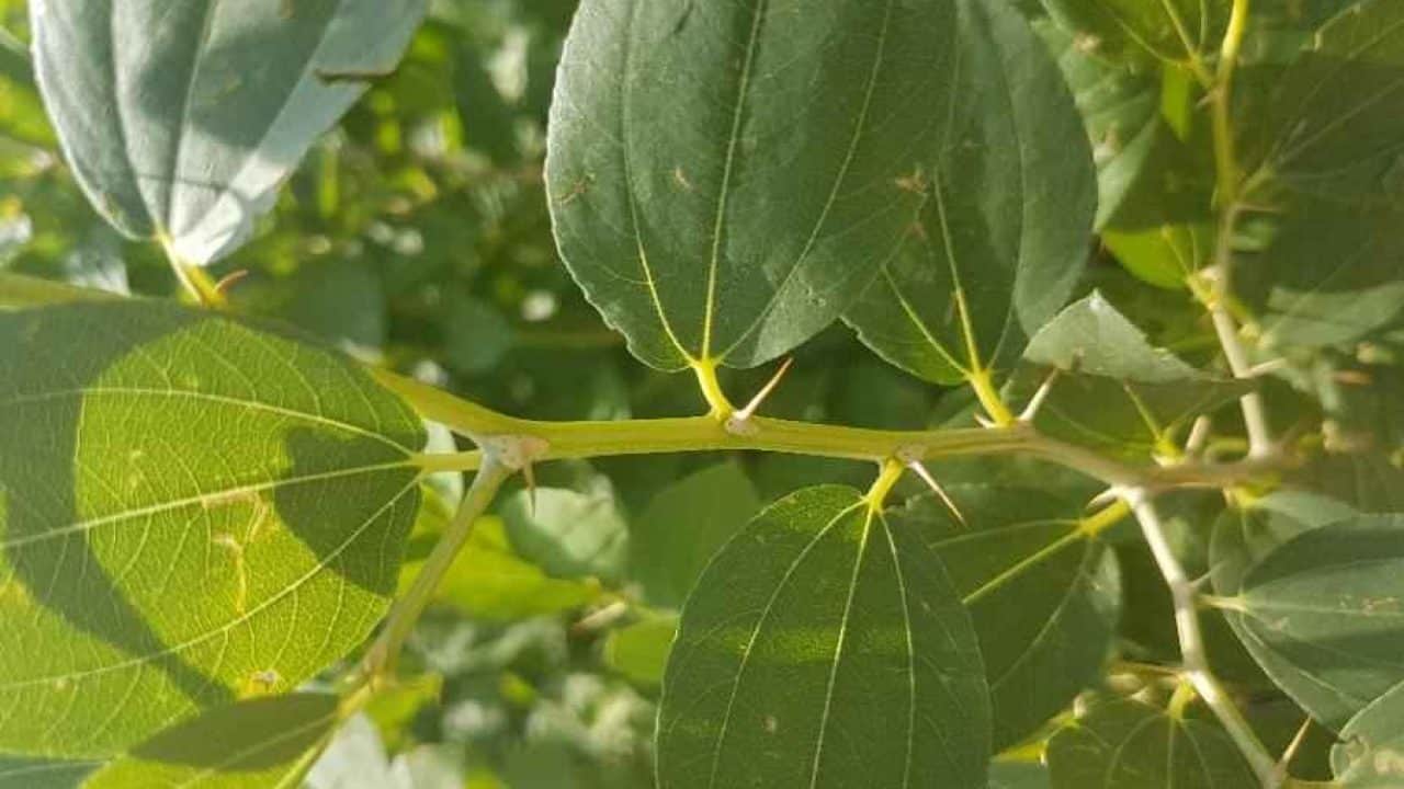 خلطة السدر لتكثيف الشعر