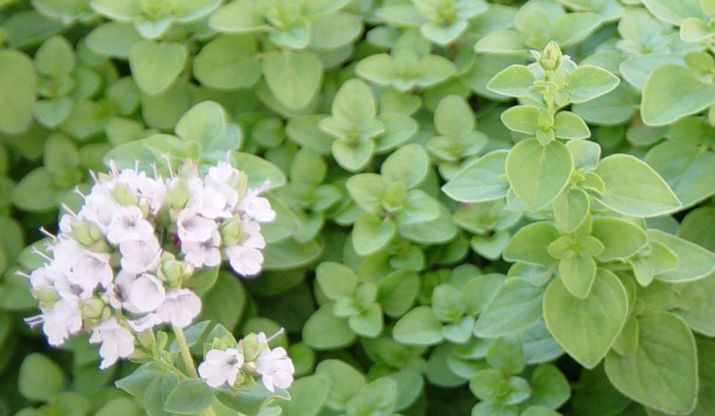 إليك الطريقة الصحيحة لاستعمال البردقوش لتنظيم الدورة قبل الزواج