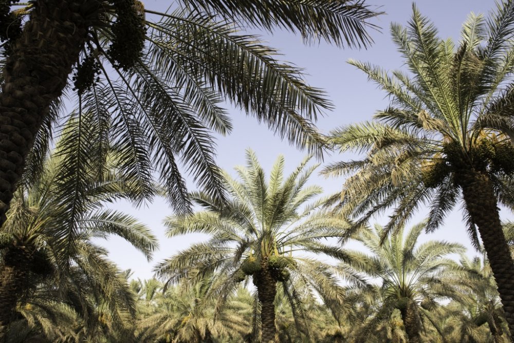 أجمل الوجهات الطبيعية في السعودية