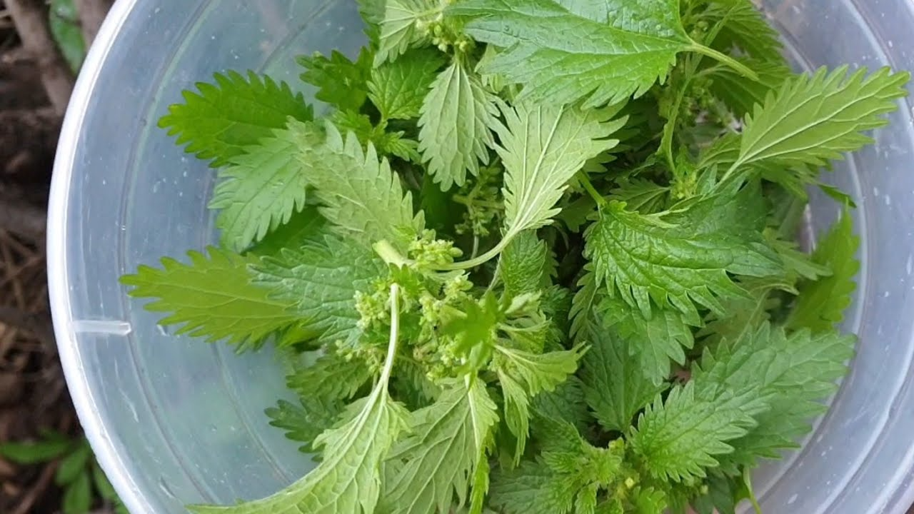 خلطات للعروس سريعة المفعول 