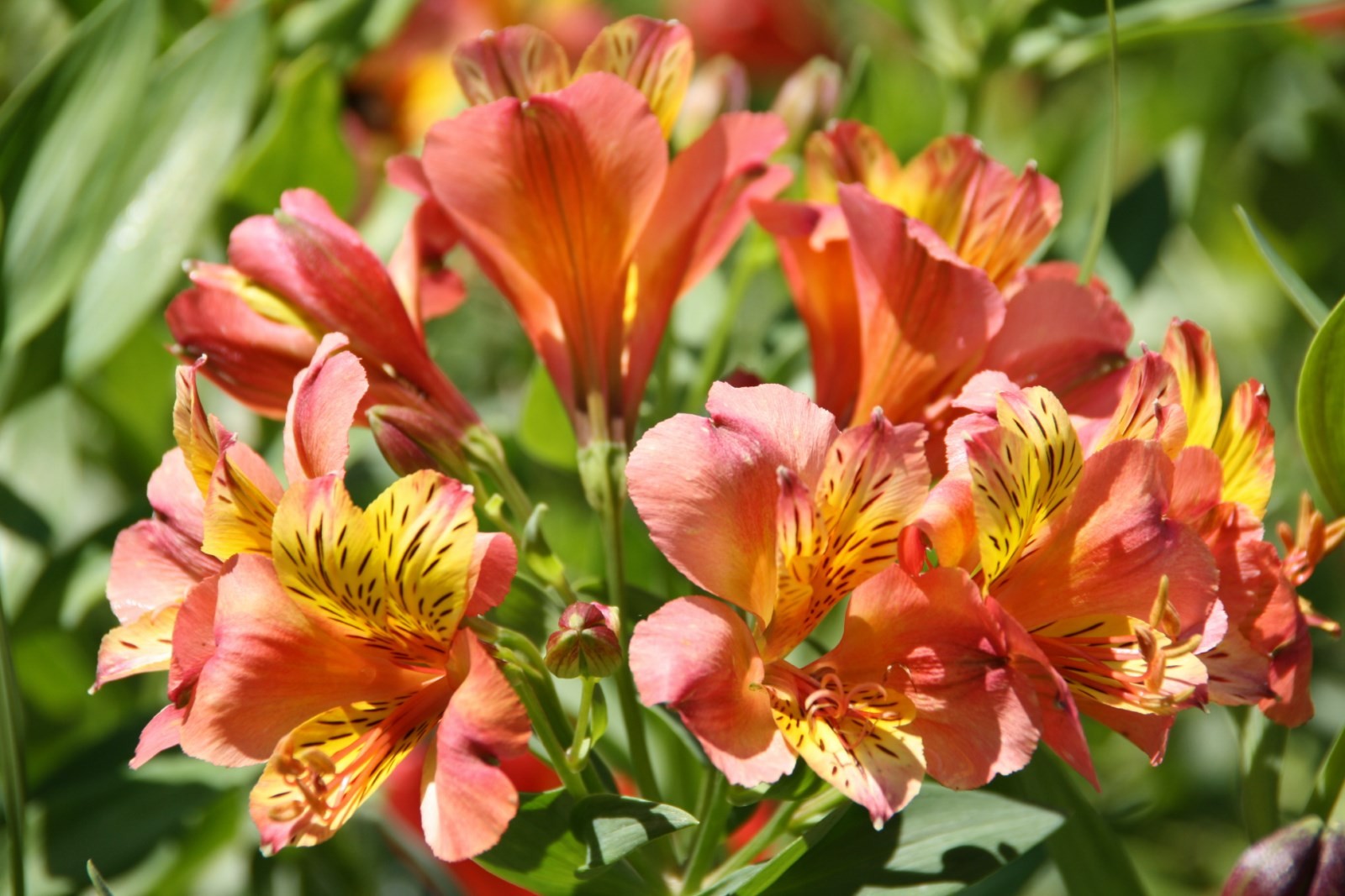 الأزهار الصيفية