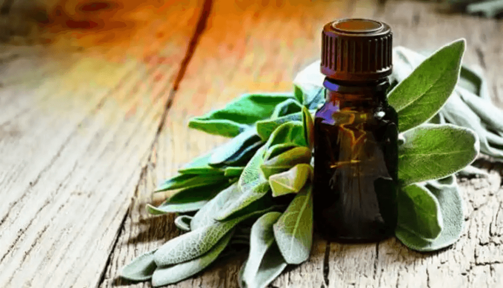 فوائد زيت الميرمية العطري الصحية والجمالية