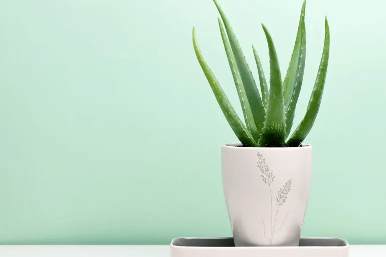 الألوة فيرا رفيق الشعر والبشرة الصحية